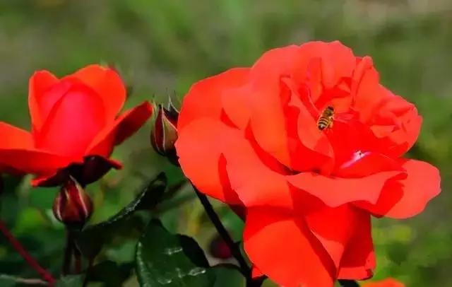 正是玫瑰盛开时,南京的玫瑰园盛开的季节是何时