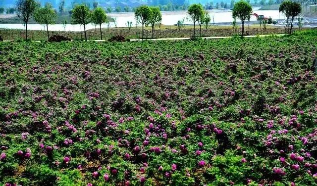 正是玫瑰盛开时,南京的玫瑰园盛开的季节是何时