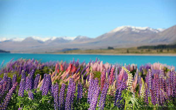 新西兰国家位于哪个地方,新西兰是哪个洲的你知道吗