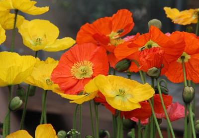猫咪误食养鲜花的水有事吗,猫咪误食百合花会怎样