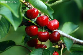 柑橘类水果吃多了有什么危害,水果其实不能乱吃你吃对了吗