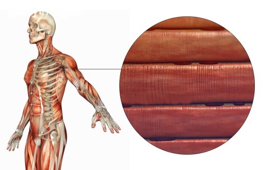 横纹肌溶解动画解说,龙虾横纹肌溶解症