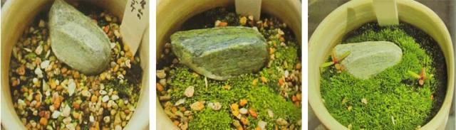 苔痕上阶绿草色入帘青妙在哪里,苔痕上阶绿草色入帘青全文