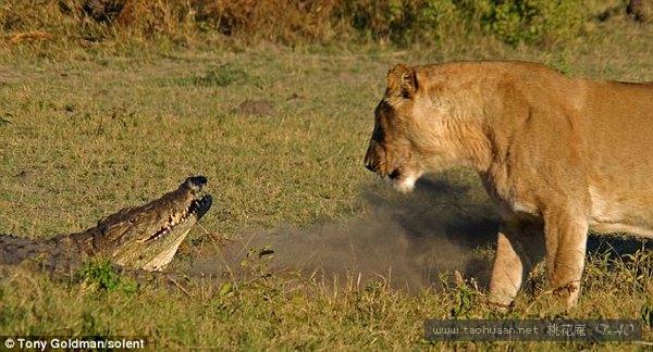 公狮和鳄鱼对战,母狮与鳄鱼交锋