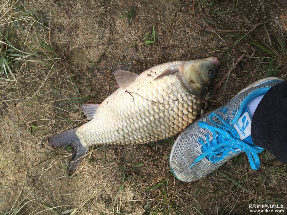 游钓太平湖视频,游钓太平湖