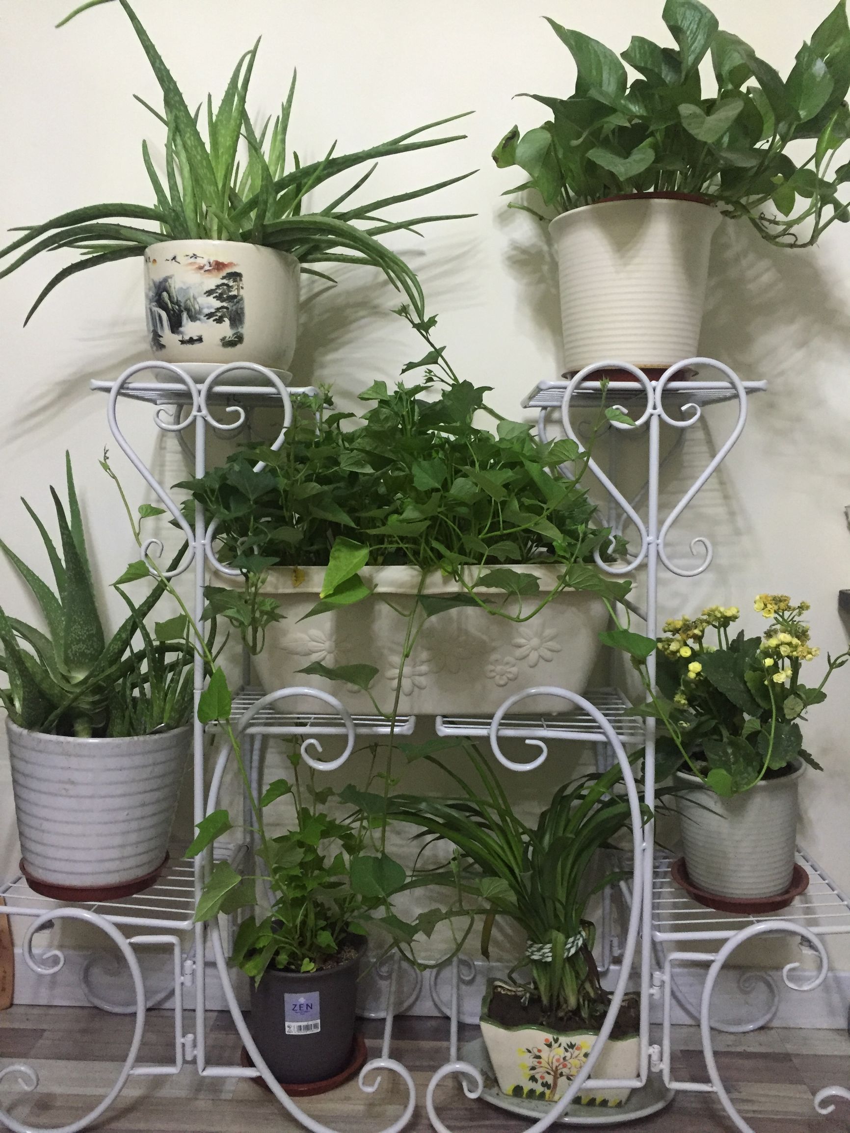 阳台仙草的种植方法,阳台上的仙草石斛