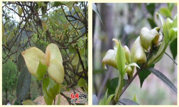 油茶树上长的茶耳可以吃的,油茶树上的茶泡