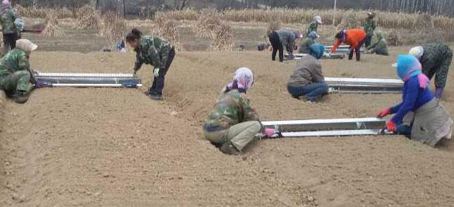 人参高效栽培新技术,大田人参种植技术全过程