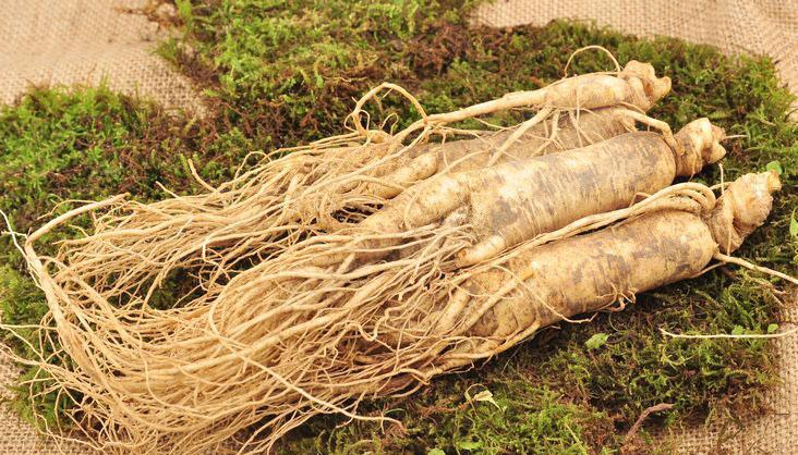 人参高效栽培新技术,大田人参种植技术全过程