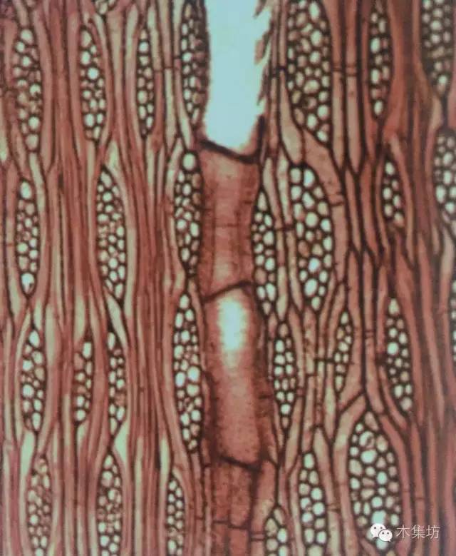 阔叶黄檀哪个国家的木头,阔叶黄檀木材如何处理