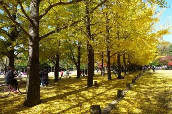 涨姿势｜端午节真的被韩国申遗了吗？