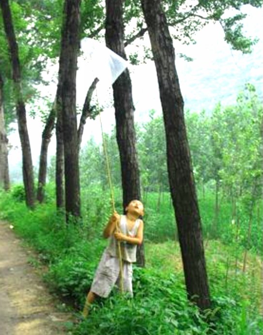 捉知了的妙招,农村抓知了最佳方法