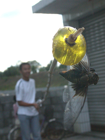 捉知了的妙招,农村抓知了最佳方法