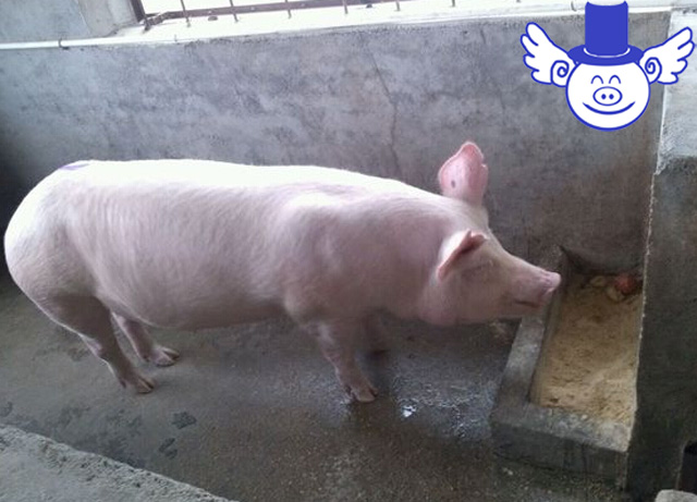 母猪打b超如何看出有仔没仔,母猪怀孕多久b超能查到