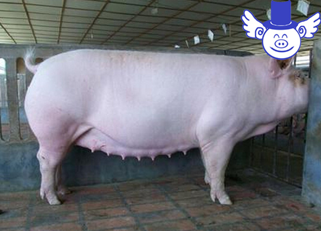 母猪打b超如何看出有仔没仔,母猪怀孕多久b超能查到