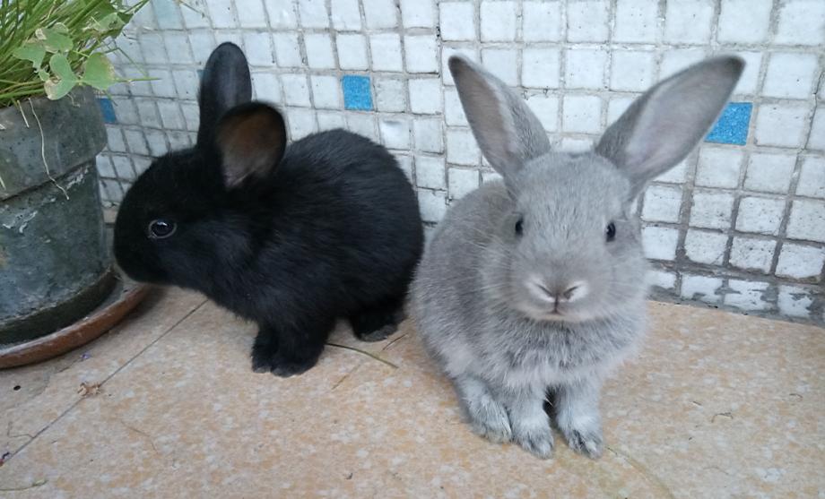 乐2发布会完整版,乐2截图大全