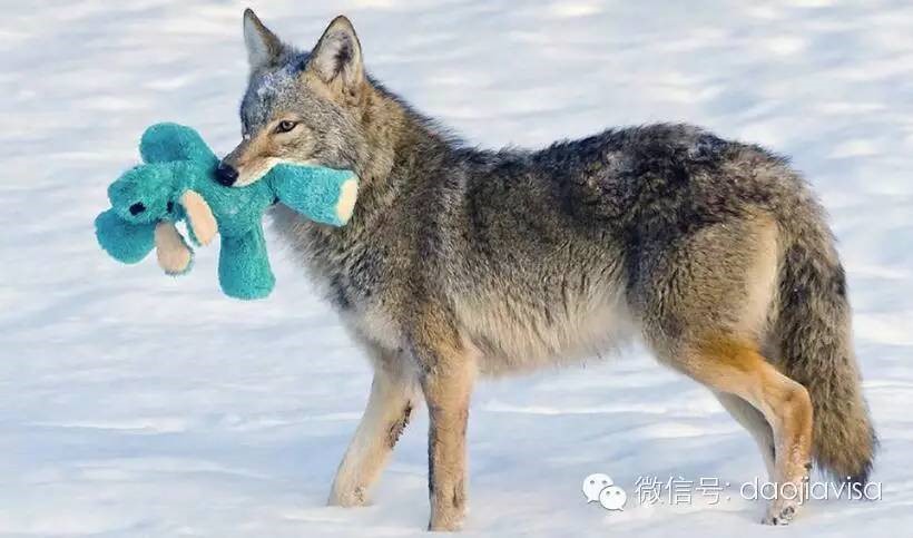 AllaboutCanadaGoose关于加拿大鹅的