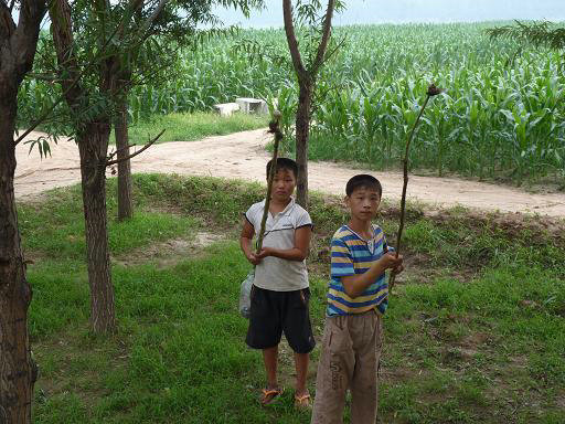 捉知了的妙招,农村抓知了最佳方法