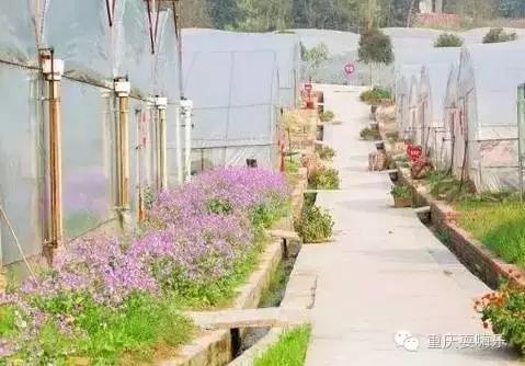 重庆国庆小长假怎么耍农家乐推荐,重庆农家乐和休闲农庄一日游