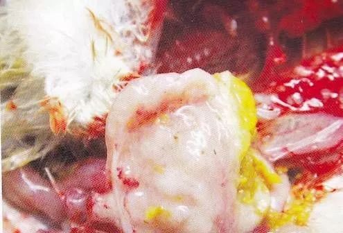 鸡病判断法,鸡的常见疾病及临床表现