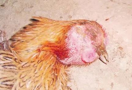 鸡病判断法,鸡的常见疾病及临床表现