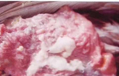 鸡病判断法,鸡的常见疾病及临床表现