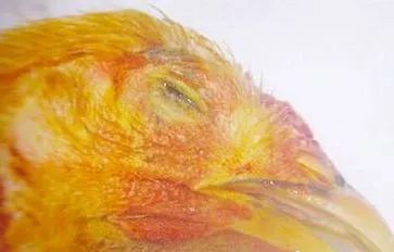 鸡病判断法,鸡的常见疾病及临床表现