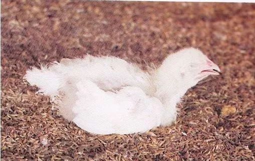 鸡病判断法,鸡的常见疾病及临床表现