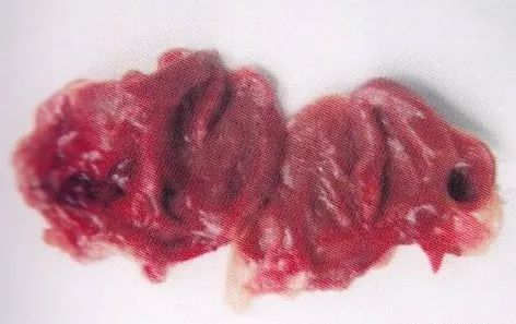 鸡病判断法,鸡的常见疾病及临床表现