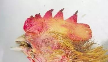 鸡病判断法,鸡的常见疾病及临床表现