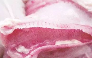 鸡病判断法,鸡的常见疾病及临床表现