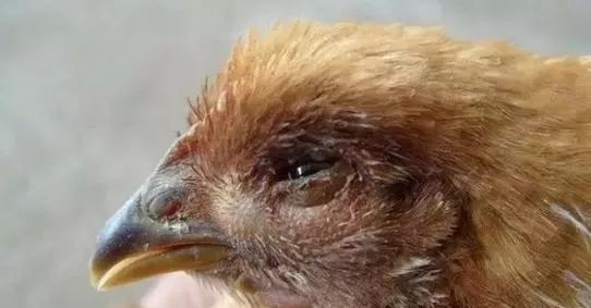 鸡病判断法,鸡的常见疾病及临床表现