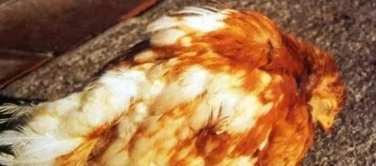 鸡病判断法,鸡的常见疾病及临床表现