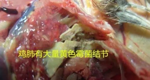 鸡病判断法,鸡的常见疾病及临床表现