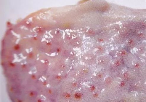 鸡病判断法,鸡的常见疾病及临床表现