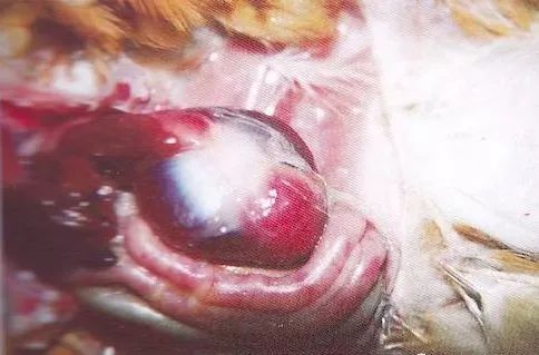 鸡病判断法,鸡的常见疾病及临床表现