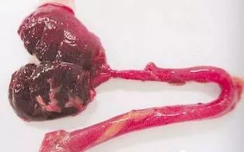 鸡病判断法,鸡的常见疾病及临床表现