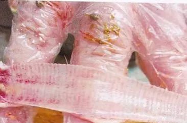 鸡病判断法,鸡的常见疾病及临床表现