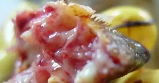 鸡病判断法,鸡的常见疾病及临床表现