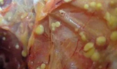 鸡病判断法,鸡的常见疾病及临床表现