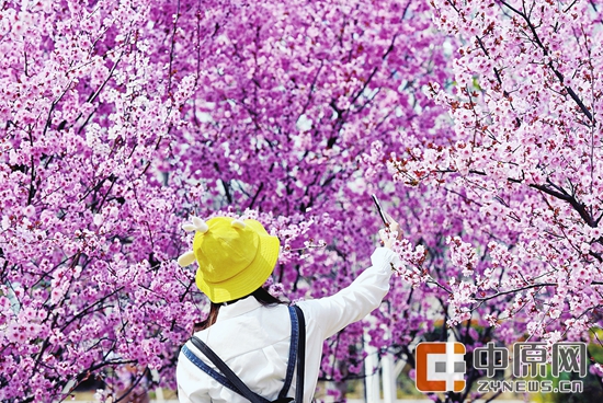 乱花丛中“迷”了眼可能是过敏赏花后要及时洗手洗脸