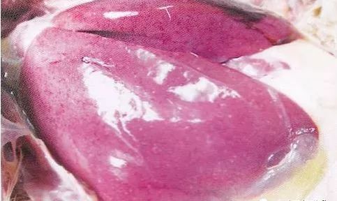 鸡病判断法,鸡的常见疾病及临床表现