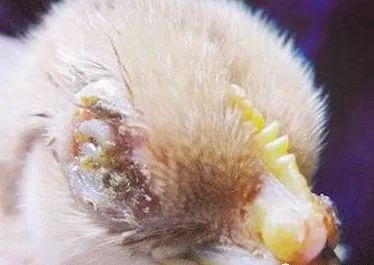 鸡病判断法,鸡的常见疾病及临床表现