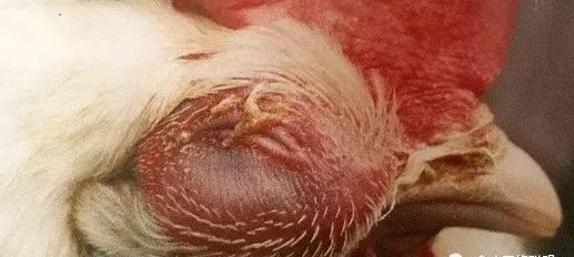 鸡病判断法,鸡的常见疾病及临床表现