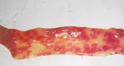 鸡病判断法,鸡的常见疾病及临床表现