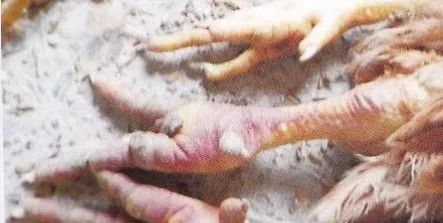 鸡病判断法,鸡的常见疾病及临床表现