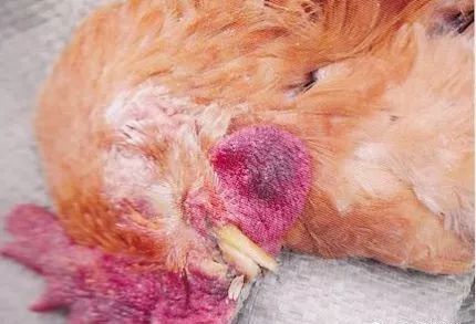 鸡病判断法,鸡的常见疾病及临床表现