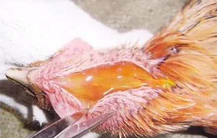 鸡病判断法,鸡的常见疾病及临床表现