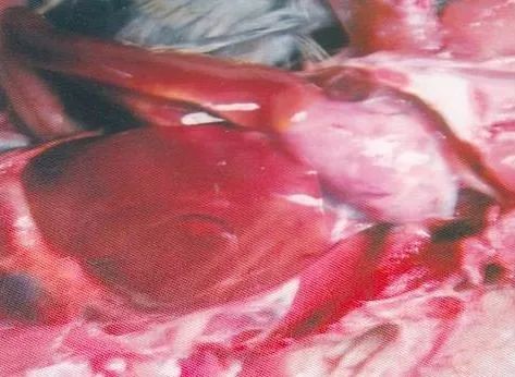 鸡病判断法,鸡的常见疾病及临床表现