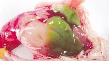 鸡病判断法,鸡的常见疾病及临床表现